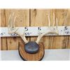 Image 2 : 3 Sets Of Whitetail Antlers On Plaques