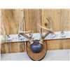 Image 3 : 3 Sets Of Whitetail Antlers On Plaques