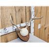 Image 4 : 3 Sets Of Whitetail Antlers On Plaques