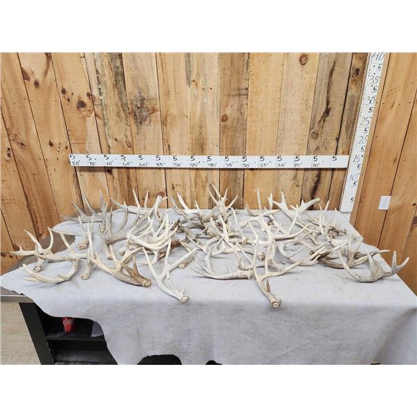 40.3 Lbs Of Whitetail Shed Antlers