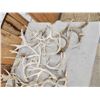 Image 2 : 40.3 Lbs Of Whitetail Shed Antlers