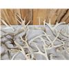 Image 4 : 40.3 Lbs Of Whitetail Shed Antlers