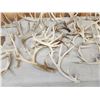 Image 5 : 40.3 Lbs Of Whitetail Shed Antlers