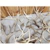 Image 6 : 40.3 Lbs Of Whitetail Shed Antlers