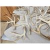 Image 7 : 40.3 Lbs Of Whitetail Shed Antlers