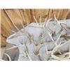 Image 8 : 40.3 Lbs Of Whitetail Shed Antlers