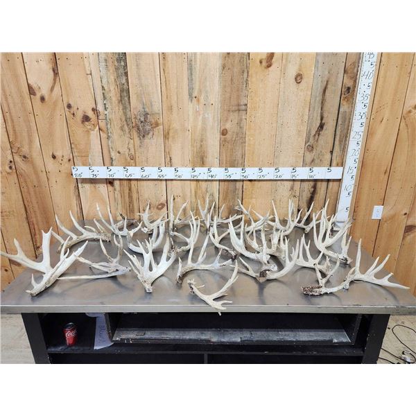 31.6 Lbs Of Whitetail Cut Off Antlers