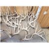 Image 2 : 31.6 Lbs Of Whitetail Cut Off Antlers