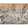 Image 3 : 31.6 Lbs Of Whitetail Cut Off Antlers