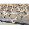Image 4 : 31.6 Lbs Of Whitetail Cut Off Antlers