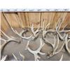 Image 5 : 31.6 Lbs Of Whitetail Cut Off Antlers