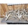 Image 6 : 31.6 Lbs Of Whitetail Cut Off Antlers