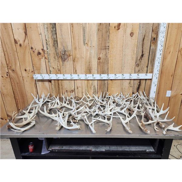 44.6 Lbs Of Whitetail Shed Antlers