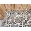 Image 2 : 44.6 Lbs Of Whitetail Shed Antlers