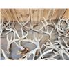 Image 4 : 44.6 Lbs Of Whitetail Shed Antlers