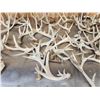 Image 5 : 44.6 Lbs Of Whitetail Shed Antlers