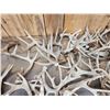 Image 6 : 44.6 Lbs Of Whitetail Shed Antlers