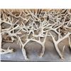 Image 7 : 44.6 Lbs Of Whitetail Shed Antlers