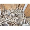 Image 8 : 44.6 Lbs Of Whitetail Shed Antlers
