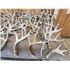 Image 9 : 44.6 Lbs Of Whitetail Shed Antlers