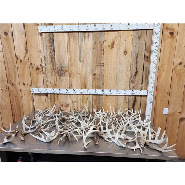 41 Lbs Of Whitetail Shed Antlers