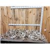 Image 1 : 41 Lbs Of Whitetail Shed Antlers