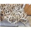 Image 2 : 41 Lbs Of Whitetail Shed Antlers