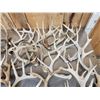 Image 3 : 41 Lbs Of Whitetail Shed Antlers