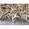 Image 4 : 41 Lbs Of Whitetail Shed Antlers