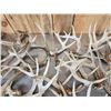 Image 5 : 41 Lbs Of Whitetail Shed Antlers