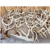 Image 6 : 41 Lbs Of Whitetail Shed Antlers