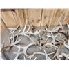 Image 7 : 41 Lbs Of Whitetail Shed Antlers