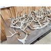 Image 8 : 41 Lbs Of Whitetail Shed Antlers