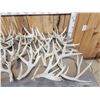 Image 2 : 44.2 Lbs Of Whitetail Cut Off Antlers