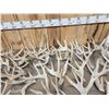 Image 3 : 44.2 Lbs Of Whitetail Cut Off Antlers