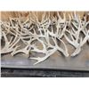Image 4 : 44.2 Lbs Of Whitetail Cut Off Antlers