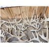 Image 5 : 44.2 Lbs Of Whitetail Cut Off Antlers