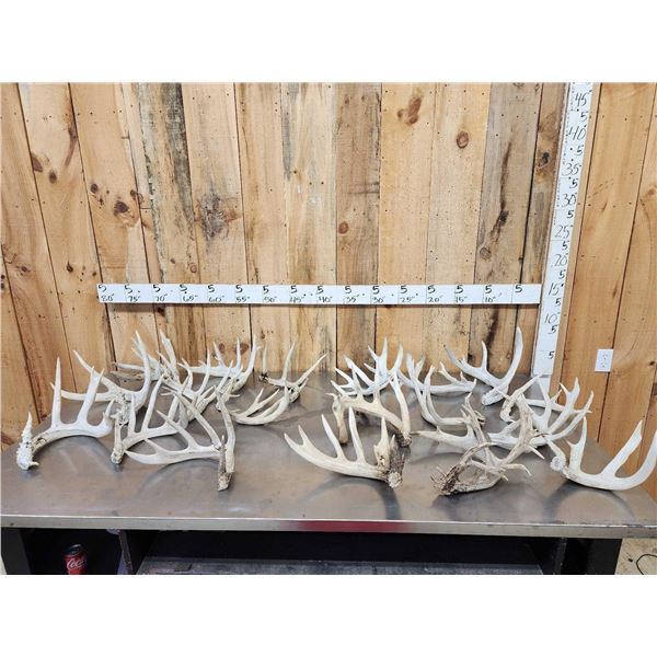 32.9 Lbs Of Whitetail Cut Off Antlers