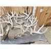 Image 2 : 32.9 Lbs Of Whitetail Cut Off Antlers