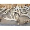 Image 4 : 32.9 Lbs Of Whitetail Cut Off Antlers