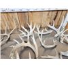 Image 5 : 32.9 Lbs Of Whitetail Cut Off Antlers