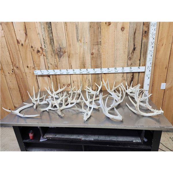 32 Lbs Of Whitetail Cut Off Antlers