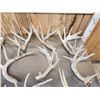 Image 2 : 32 Lbs Of Whitetail Cut Off Antlers