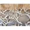 Image 4 : 32 Lbs Of Whitetail Cut Off Antlers