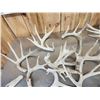Image 6 : 32 Lbs Of Whitetail Cut Off Antlers