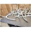 Image 7 : 32 Lbs Of Whitetail Cut Off Antlers