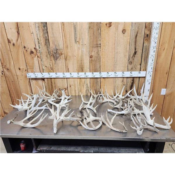 29 Lbs Of Whitetail Cut Off Antlers