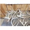 Image 2 : 29 Lbs Of Whitetail Cut Off Antlers