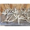 Image 3 : 29 Lbs Of Whitetail Cut Off Antlers