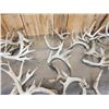 Image 4 : 29 Lbs Of Whitetail Cut Off Antlers